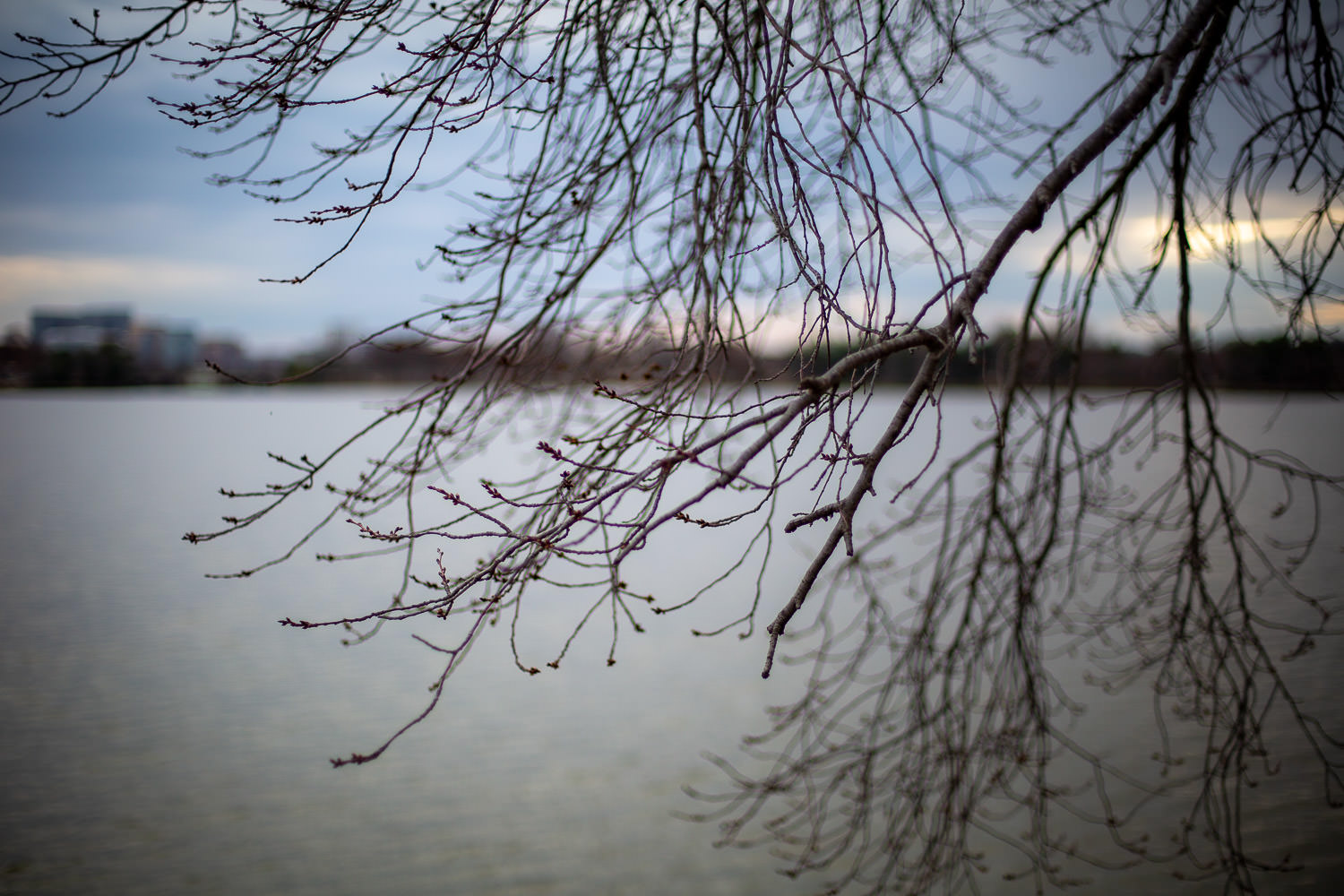 Cherry tree buds preparing to bloom in early spring