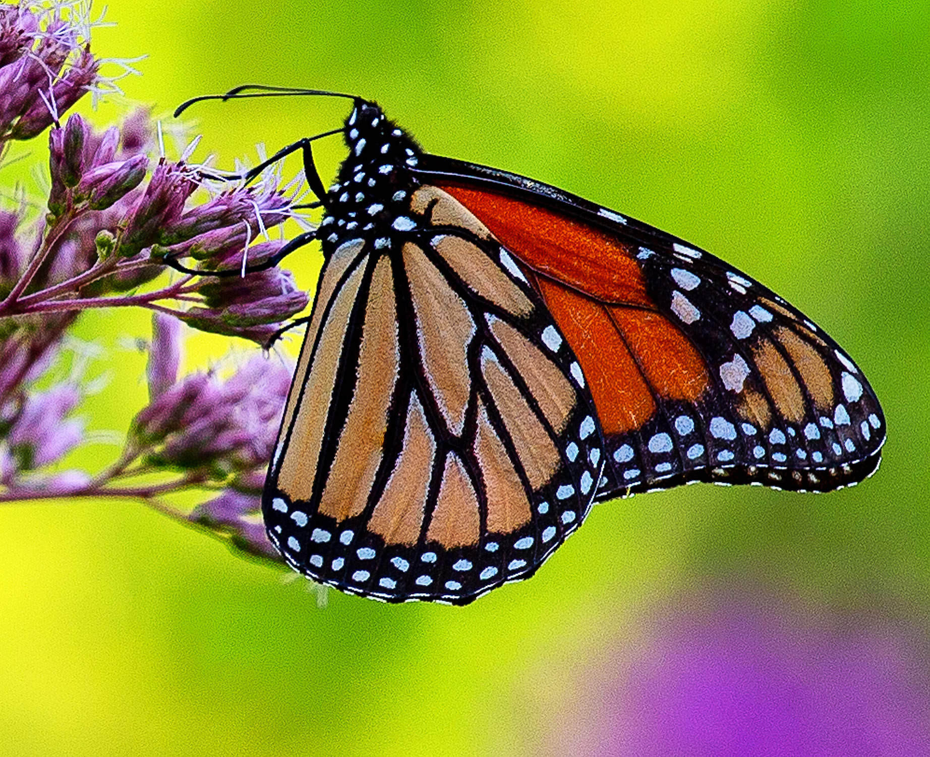 Monarch butterfly with sunlight through its wings