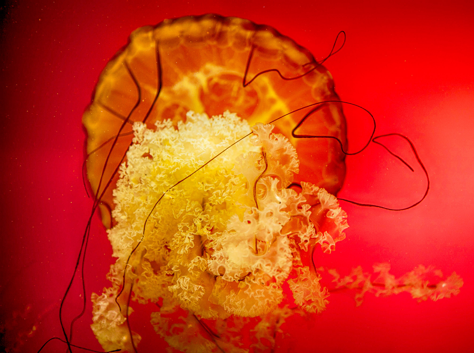 Red jellyfish illuminated in deep blue water