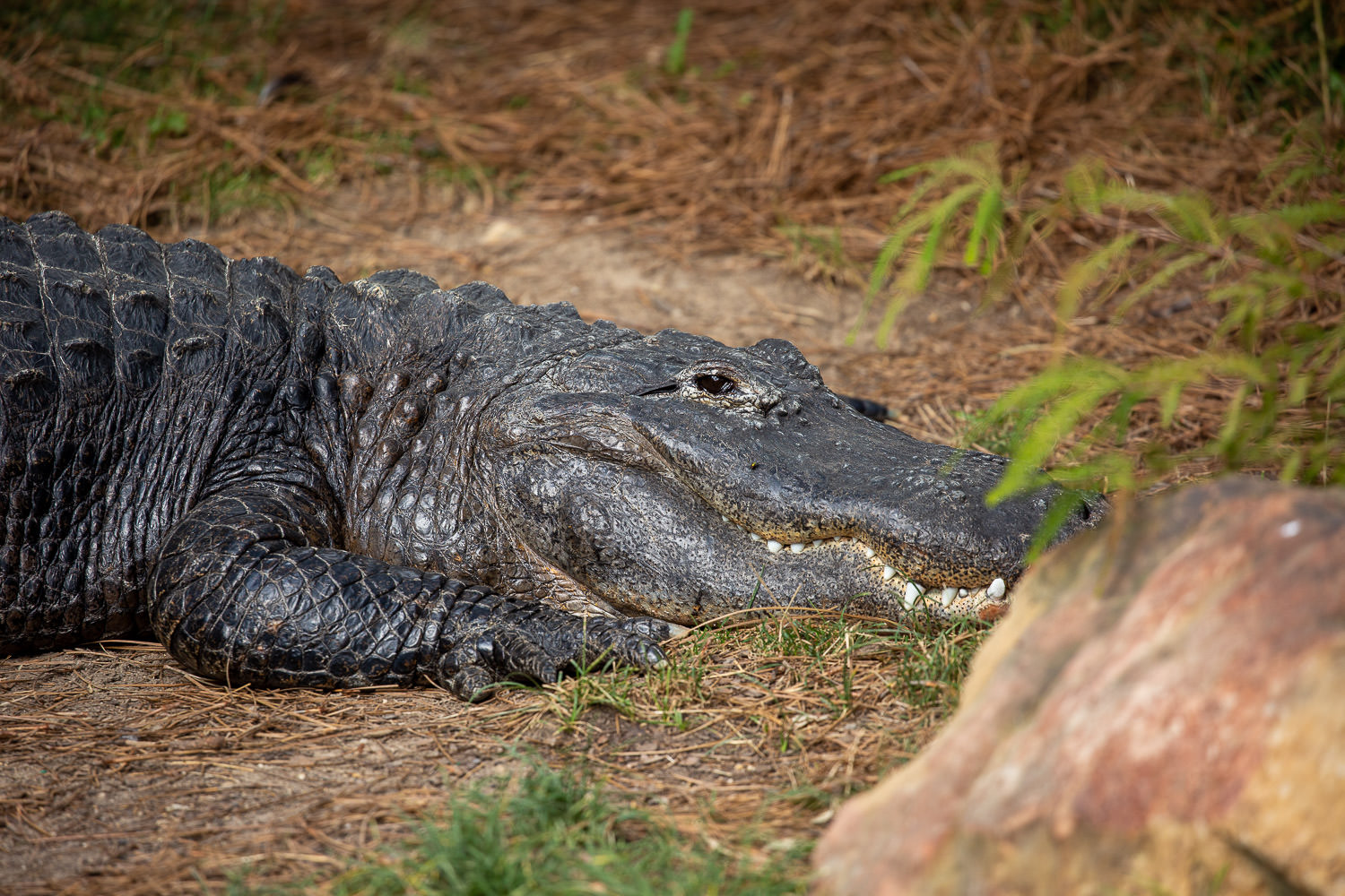 Alligator resting at the water edge