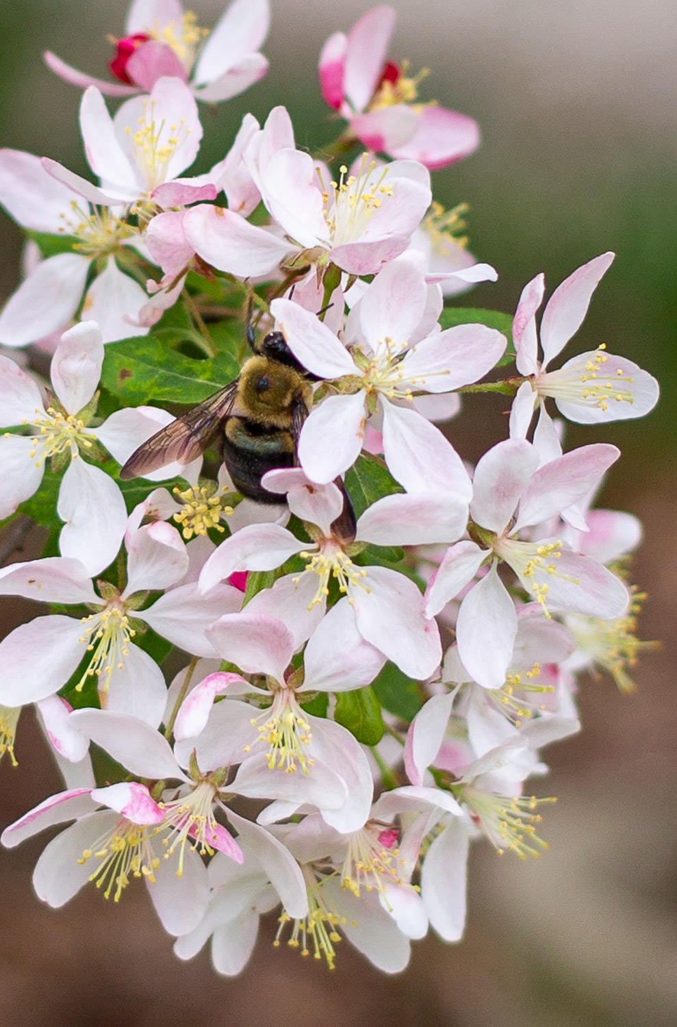 Detailed close-up of a dragonfly