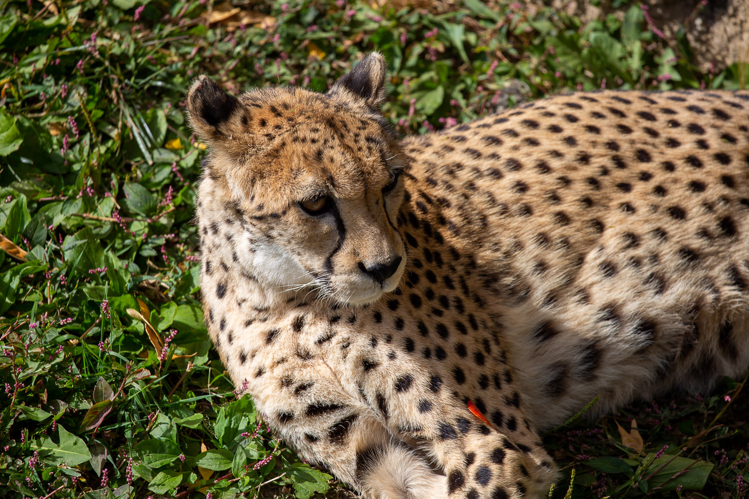 Cheetah in its natural habitat