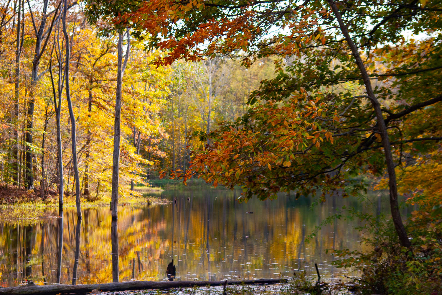 Lake surrounded by fall foliage
