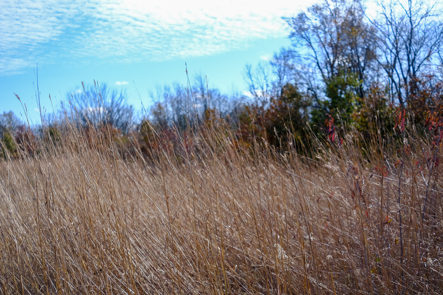 Autumn grasses swaying in the breeze
