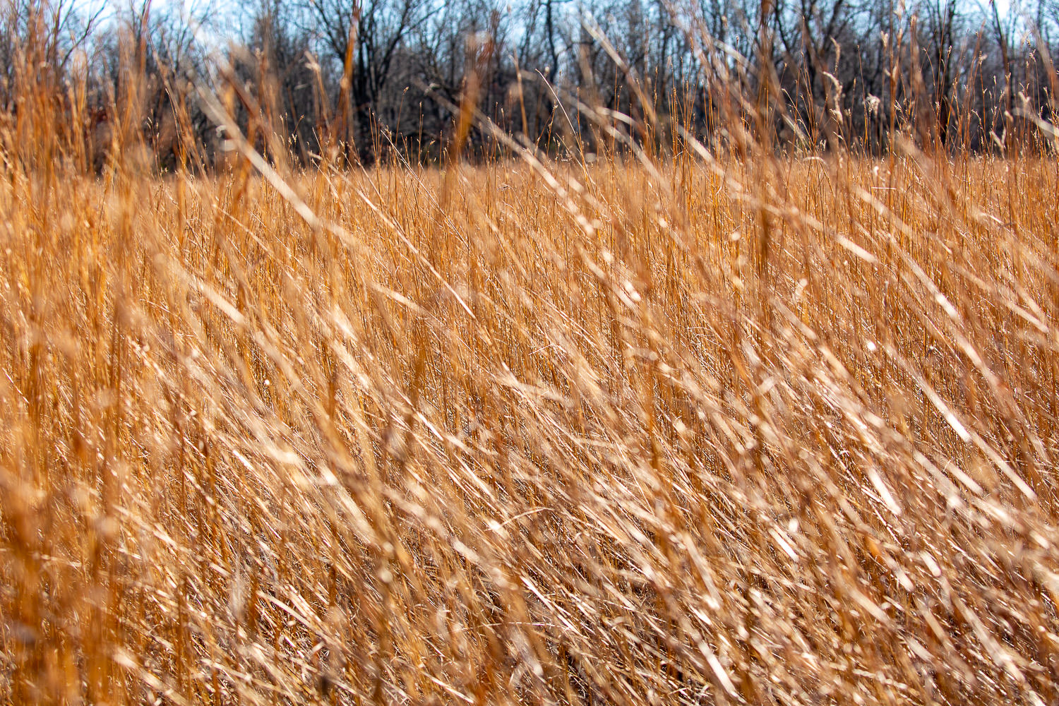 Golden fall grasses in warm light