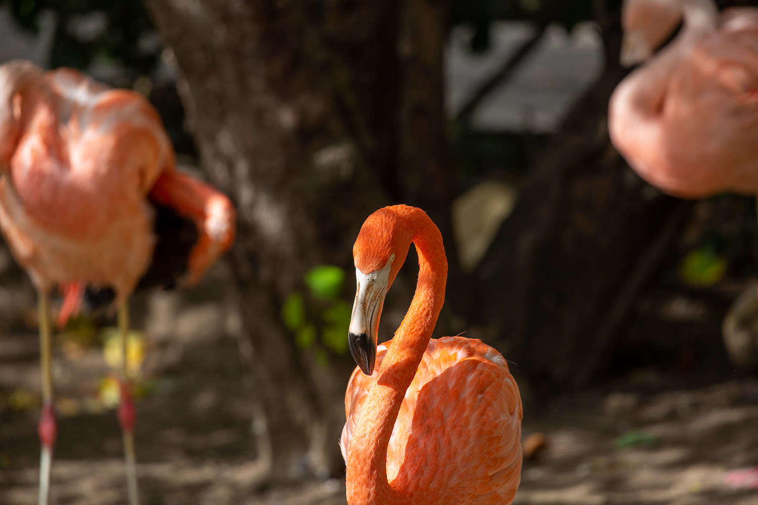 Flamingo standing in shallow water