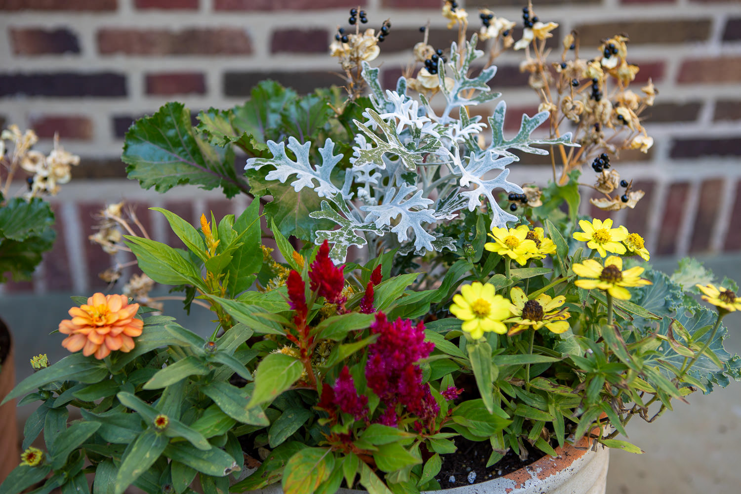 Vibrant flowers in a garden