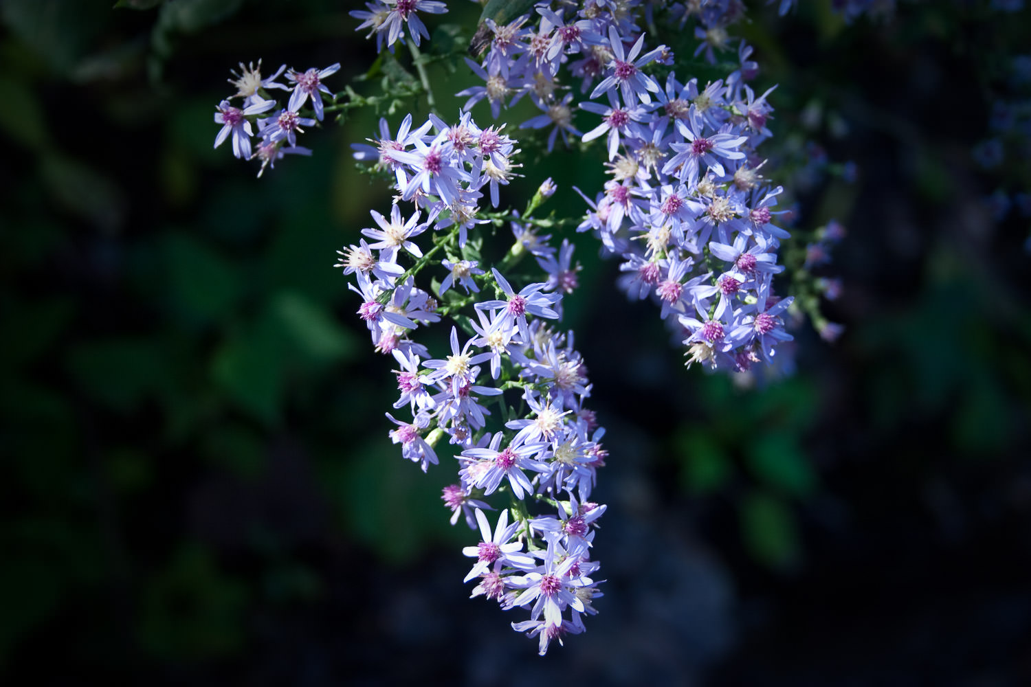 Close-up of colorful blossoms