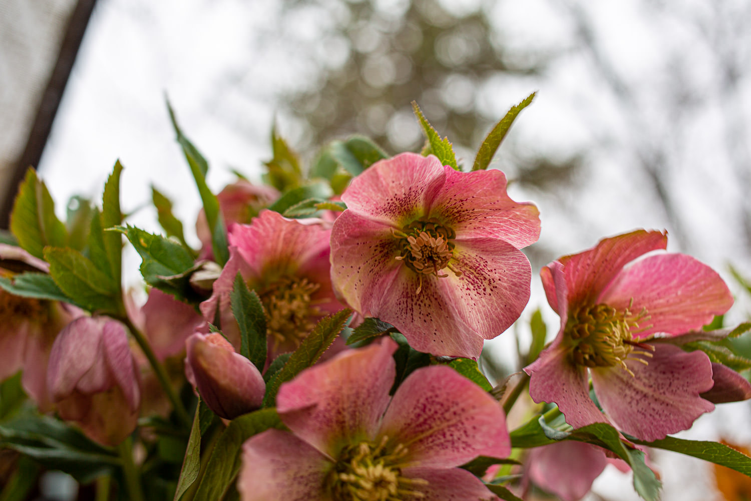 Garden flowers in soft light