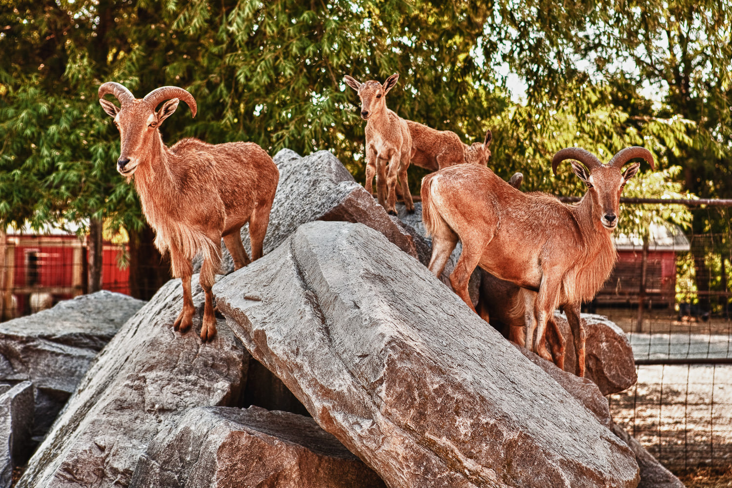 Goats on a rocky hillside
