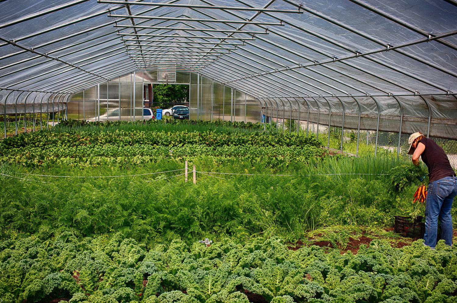 Lush plants inside a greenhouse