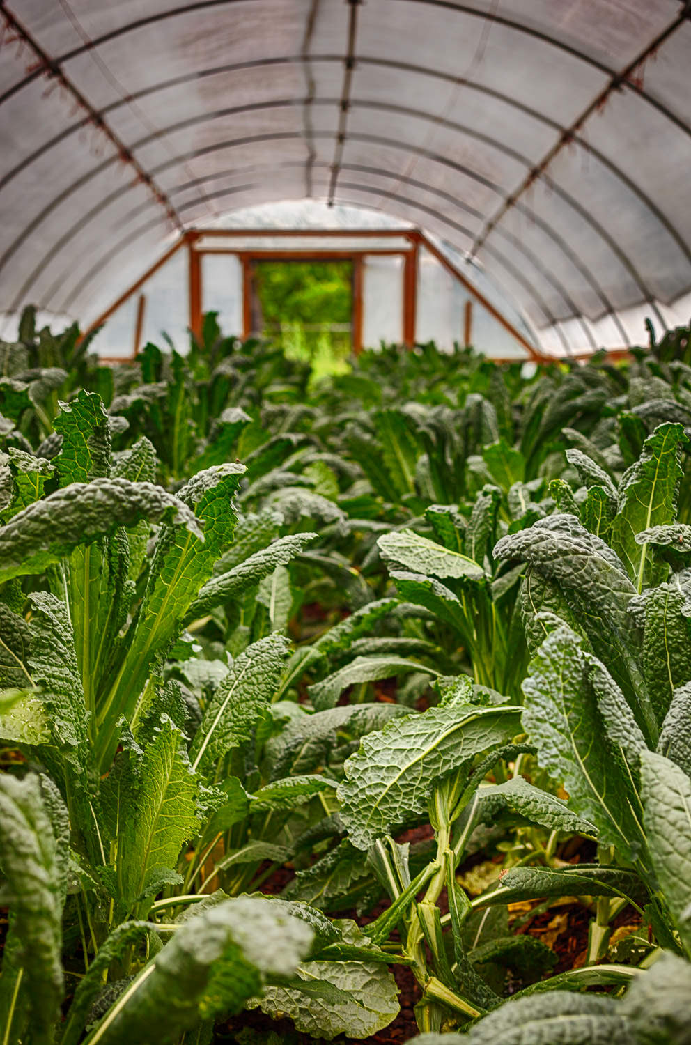 Greenhouse interior with tropical plants