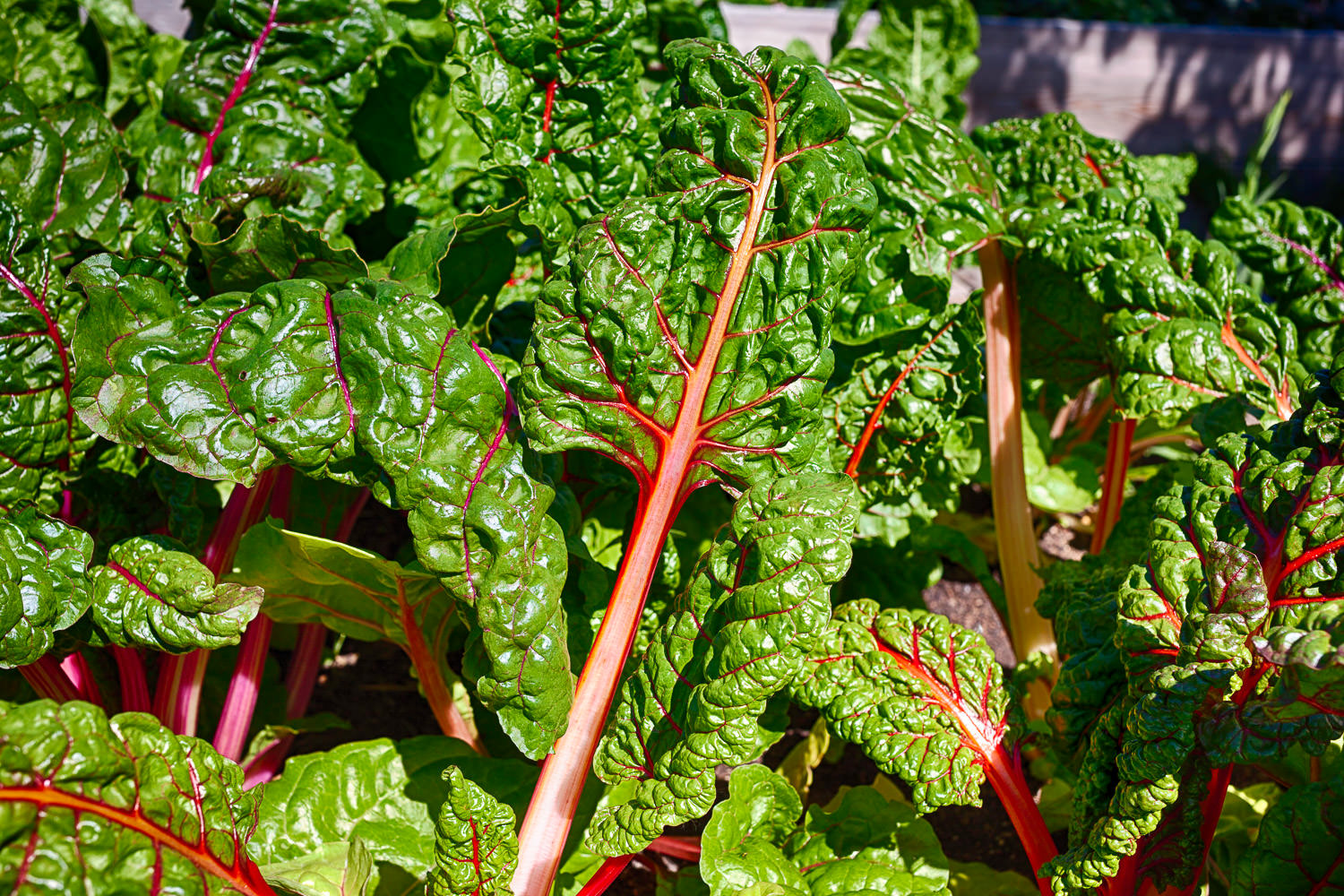 Indoor growing space with natural light