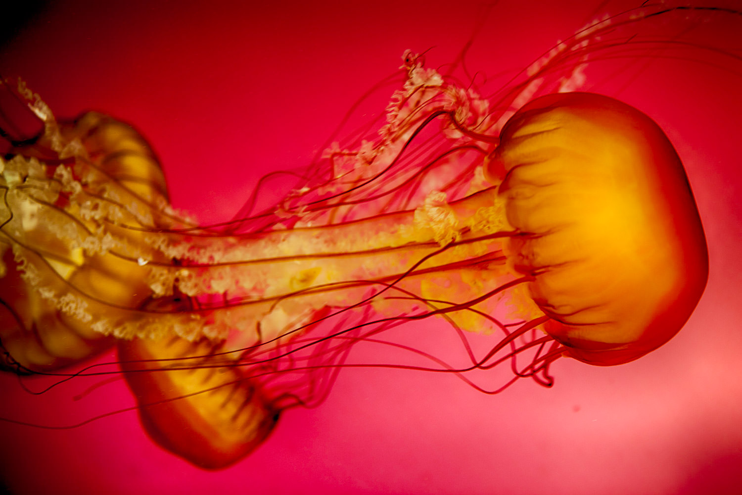 Translucent jellyfish in deep blue water