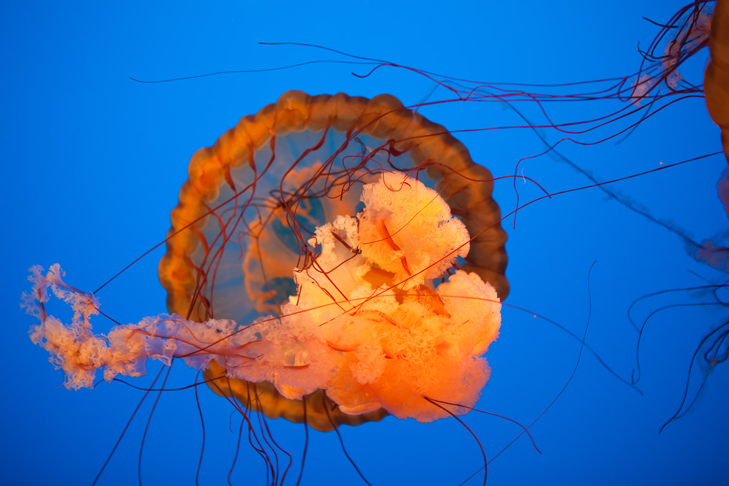 Jellyfish with trailing tentacles