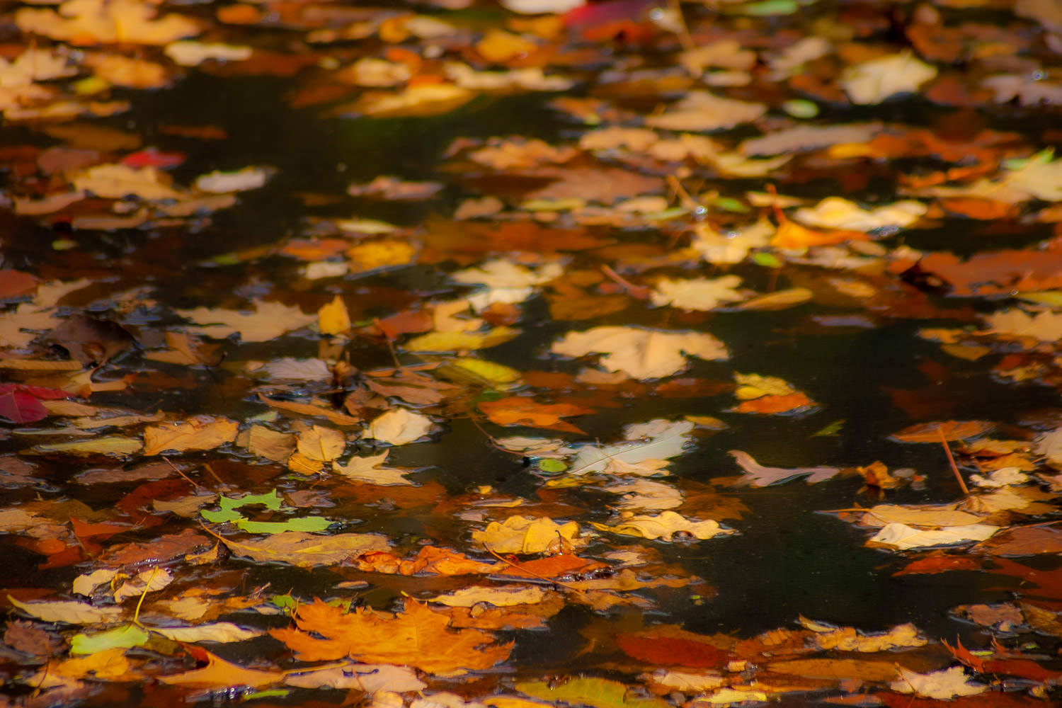 Fallen leaves floating on a lake