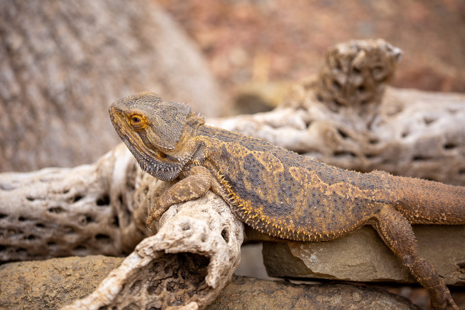 Lizard basking on a warm rock