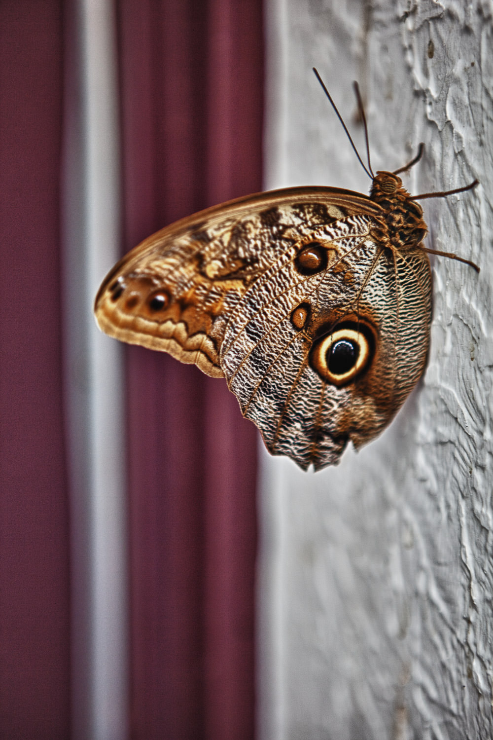 Detailed close-up of a moth