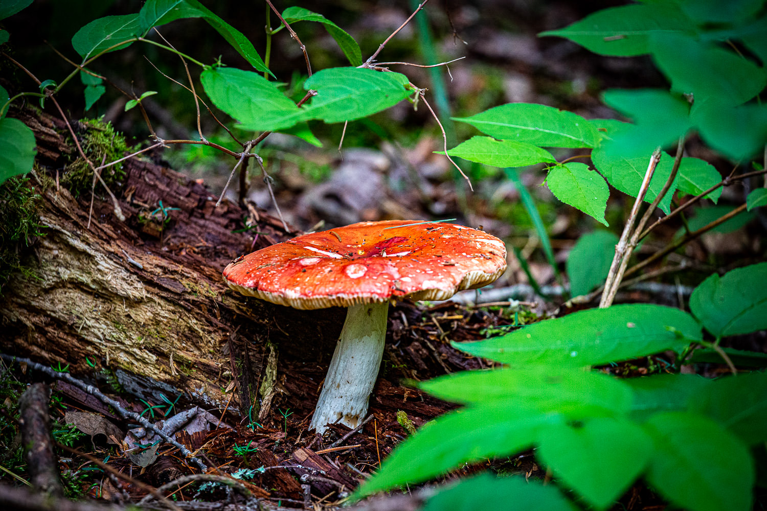 Mushroom growing on forest floor