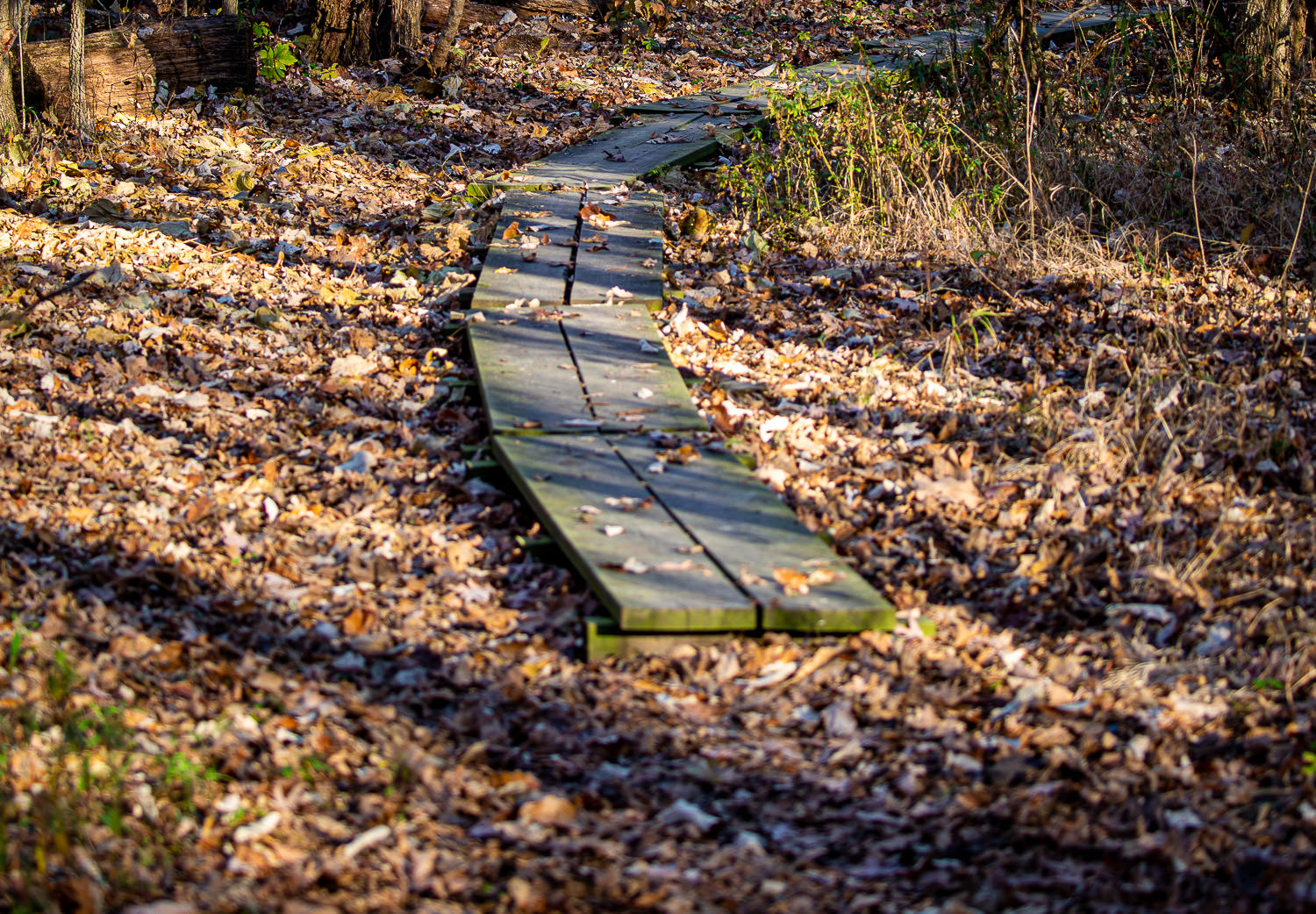 Winding path through the woods