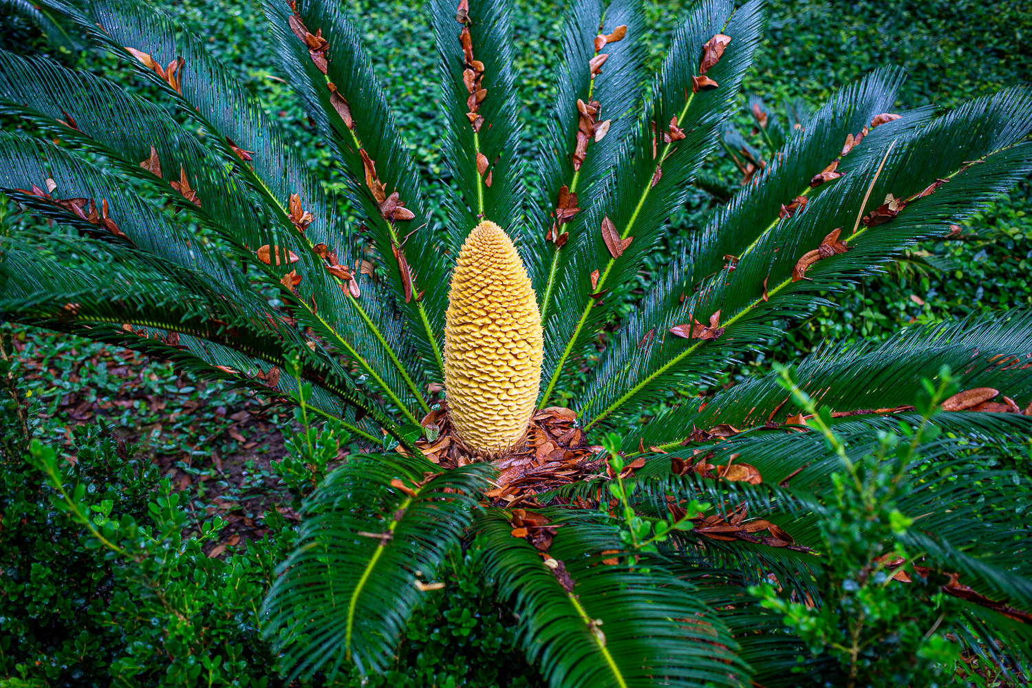 Lush green plants in nature