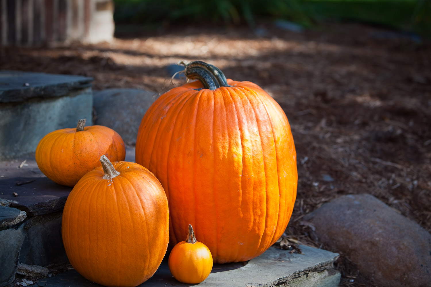 Pumpkins arranged in an autumn display