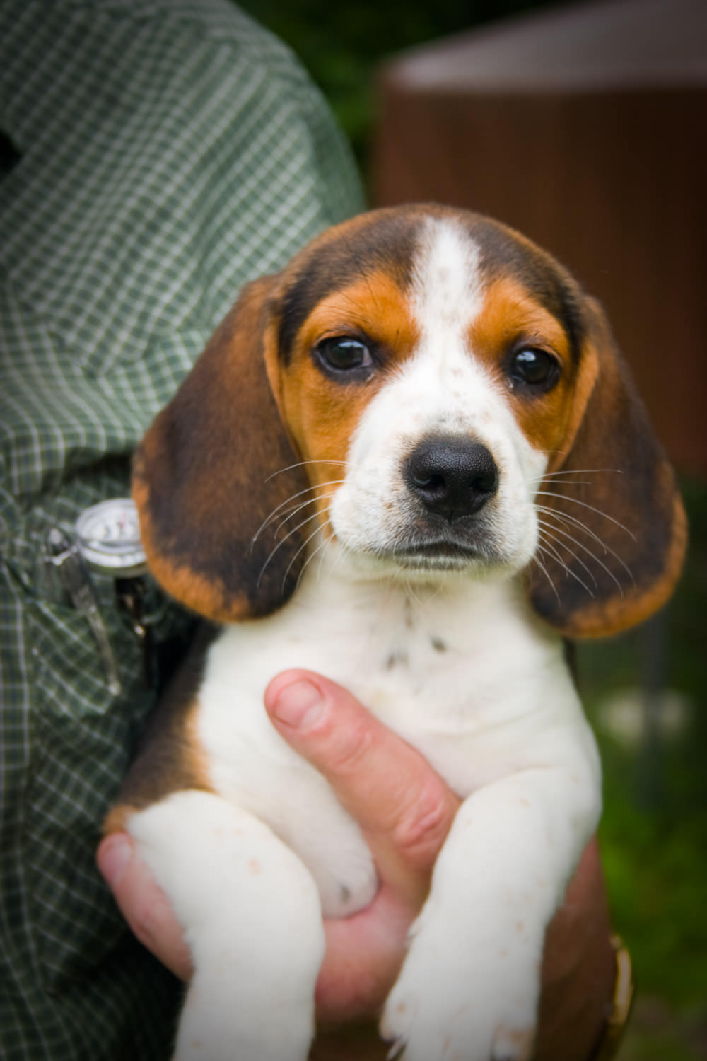 Adorable puppy portrait