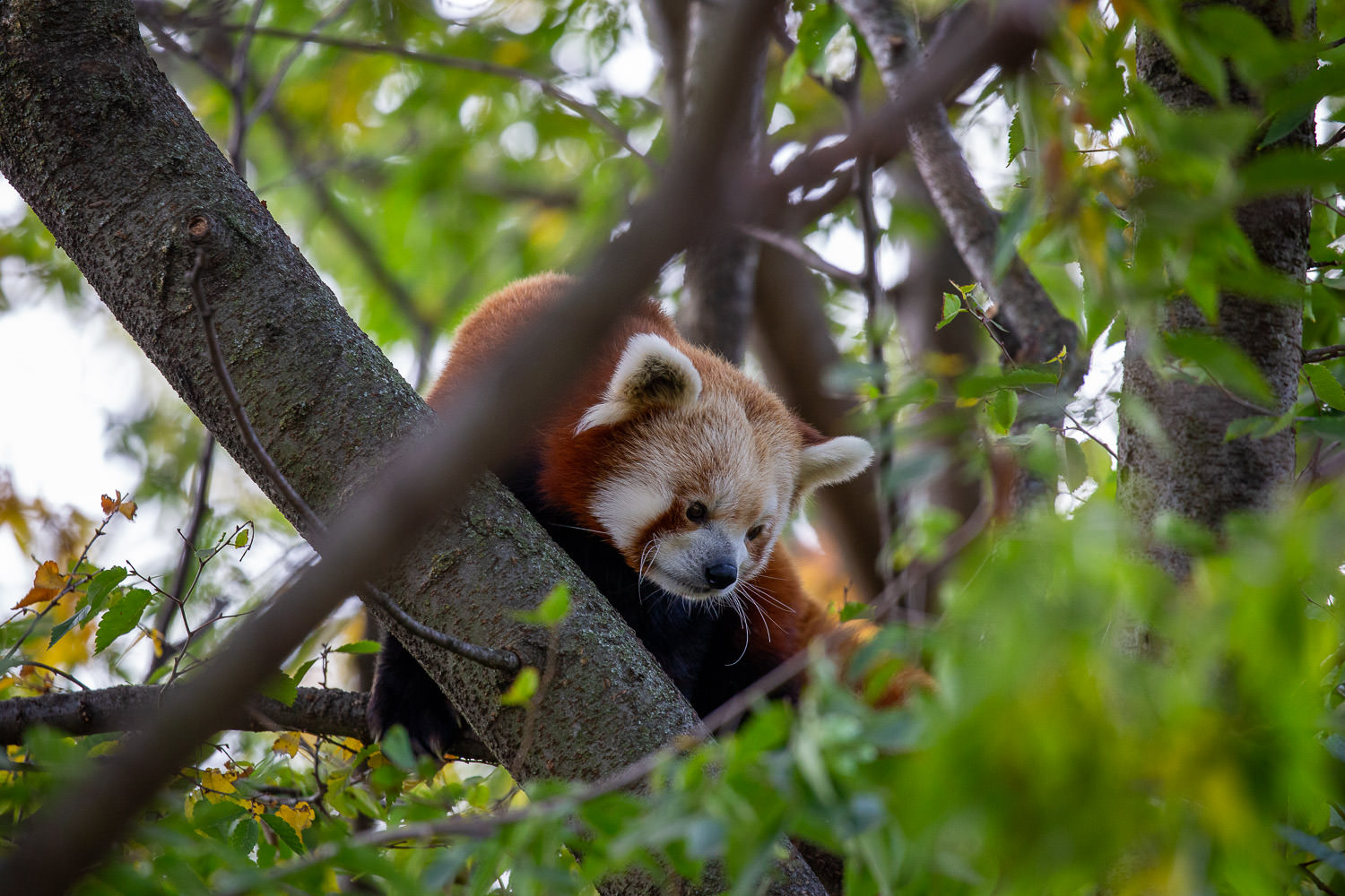 Red panda resting in a tree