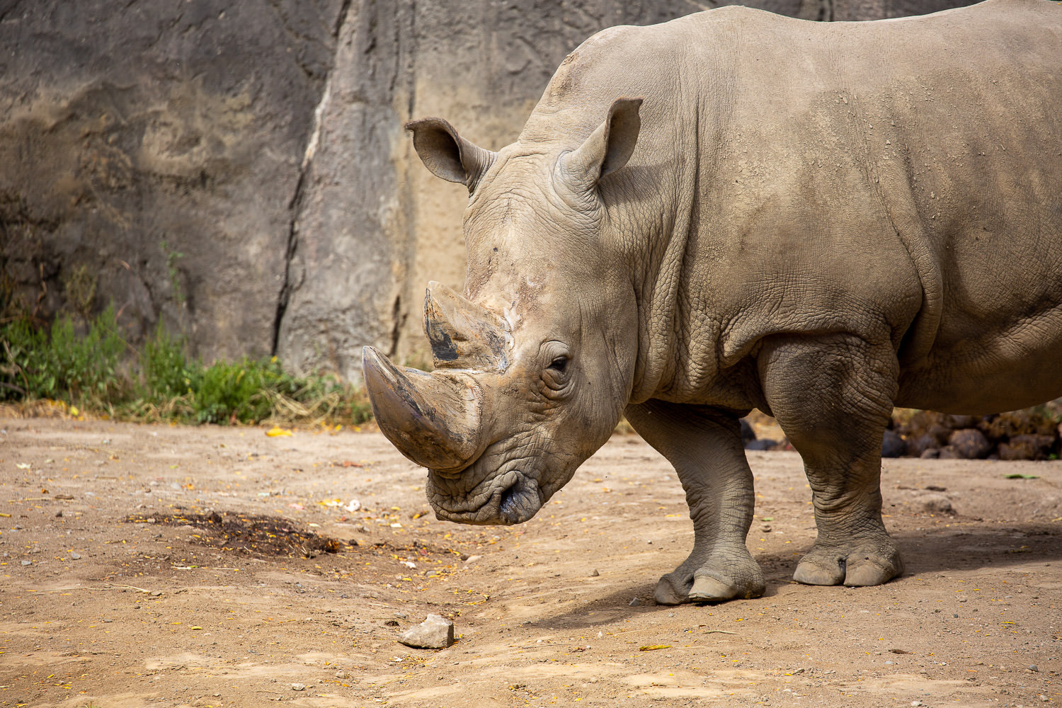 Rhinoceros in its habitat