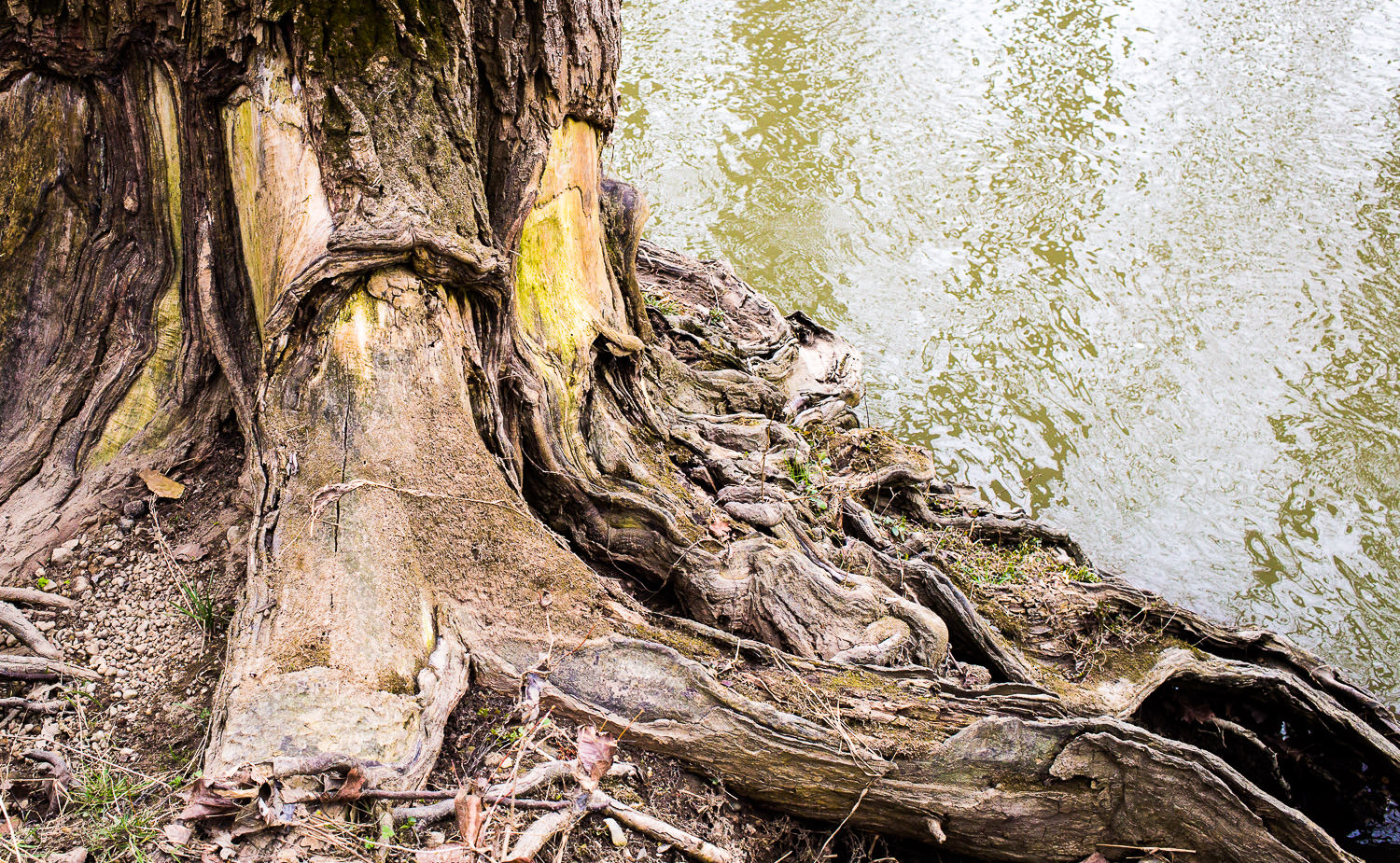 Tree roots intertwined with earth