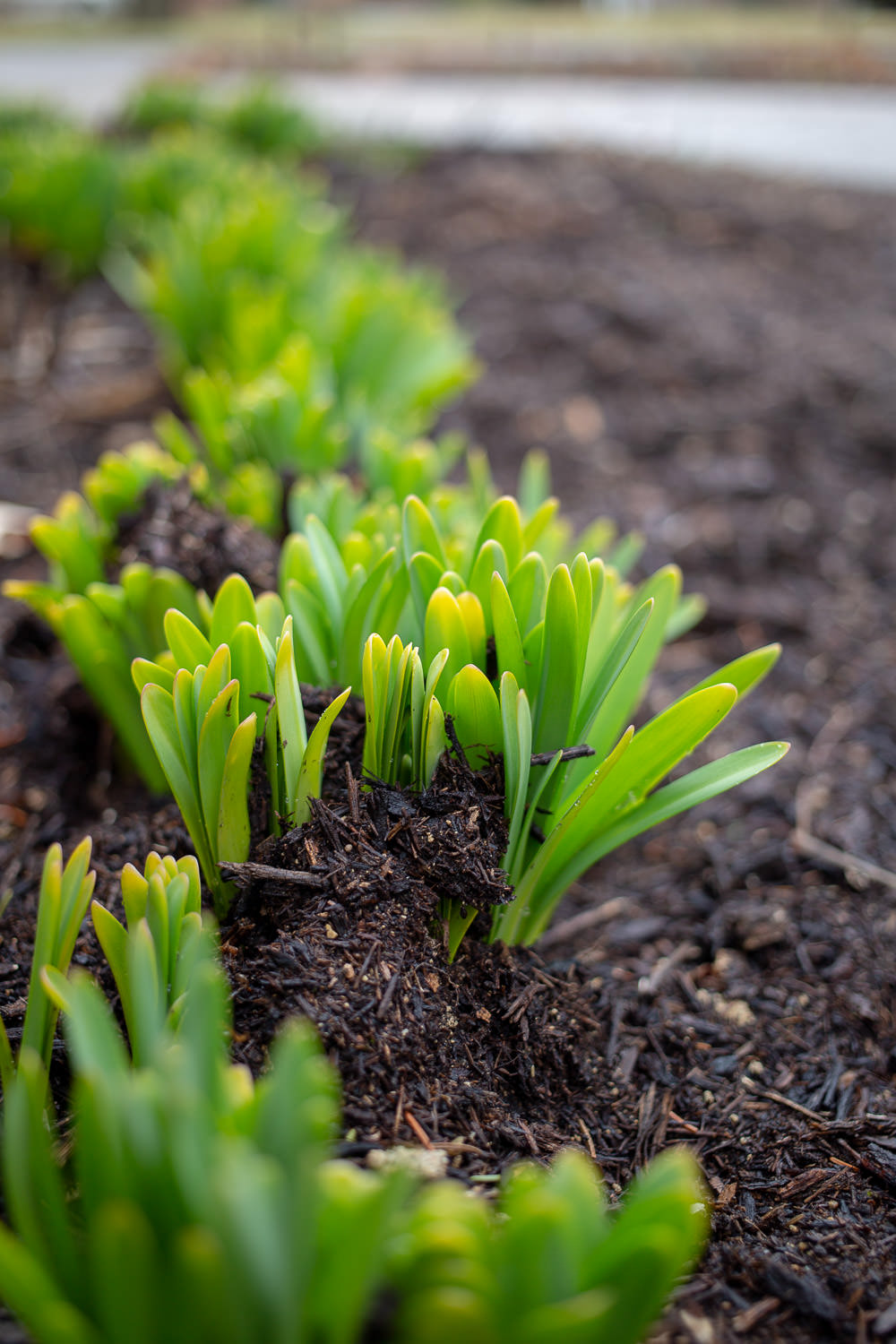 Spring flowers emerging in early season