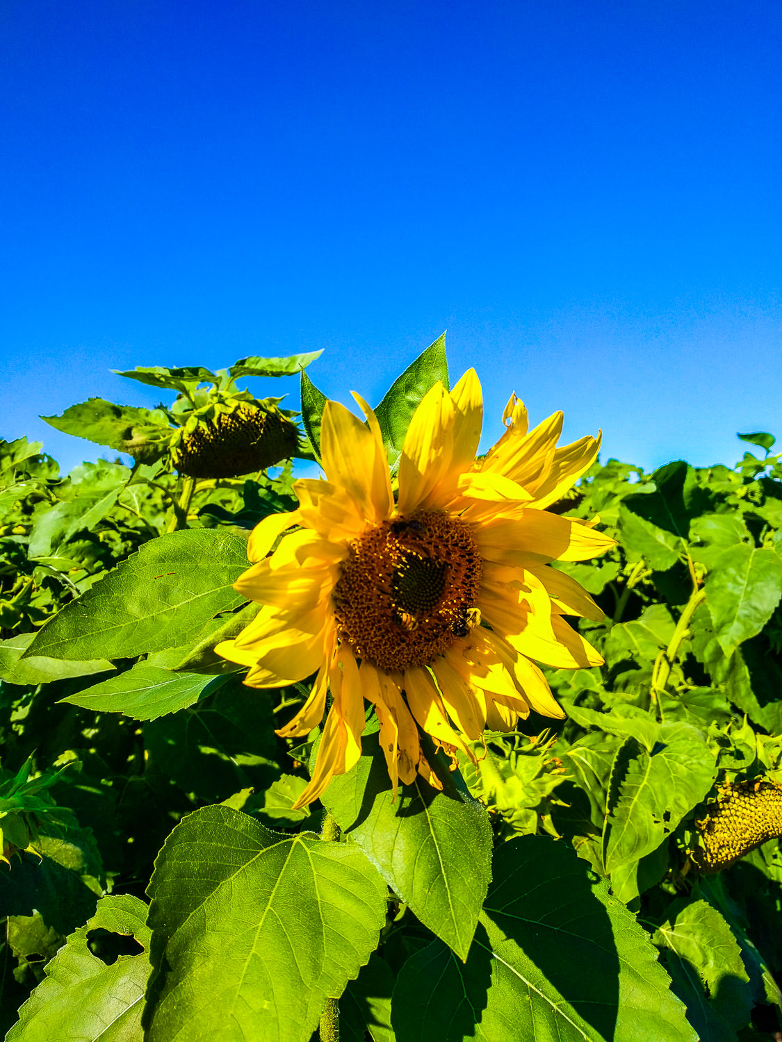 Sunflower turned toward the light