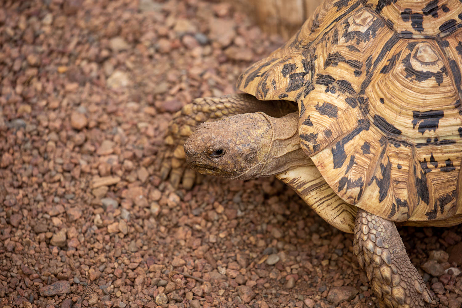 Tortoise walking slowly on the ground