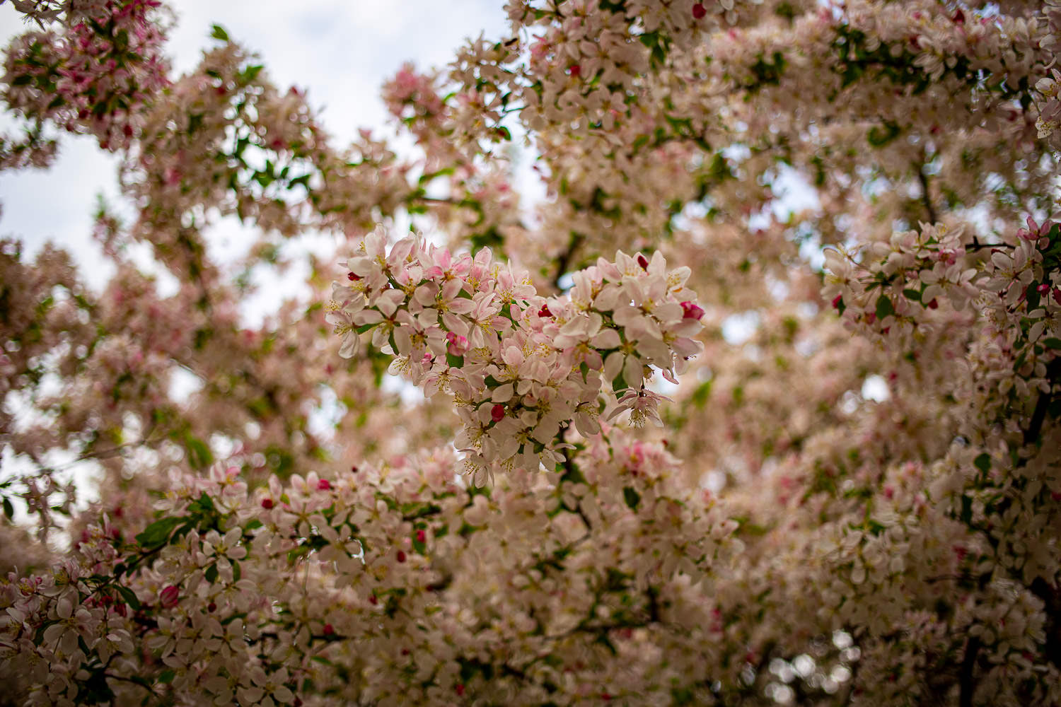 Tree blossoms in spring sunshine