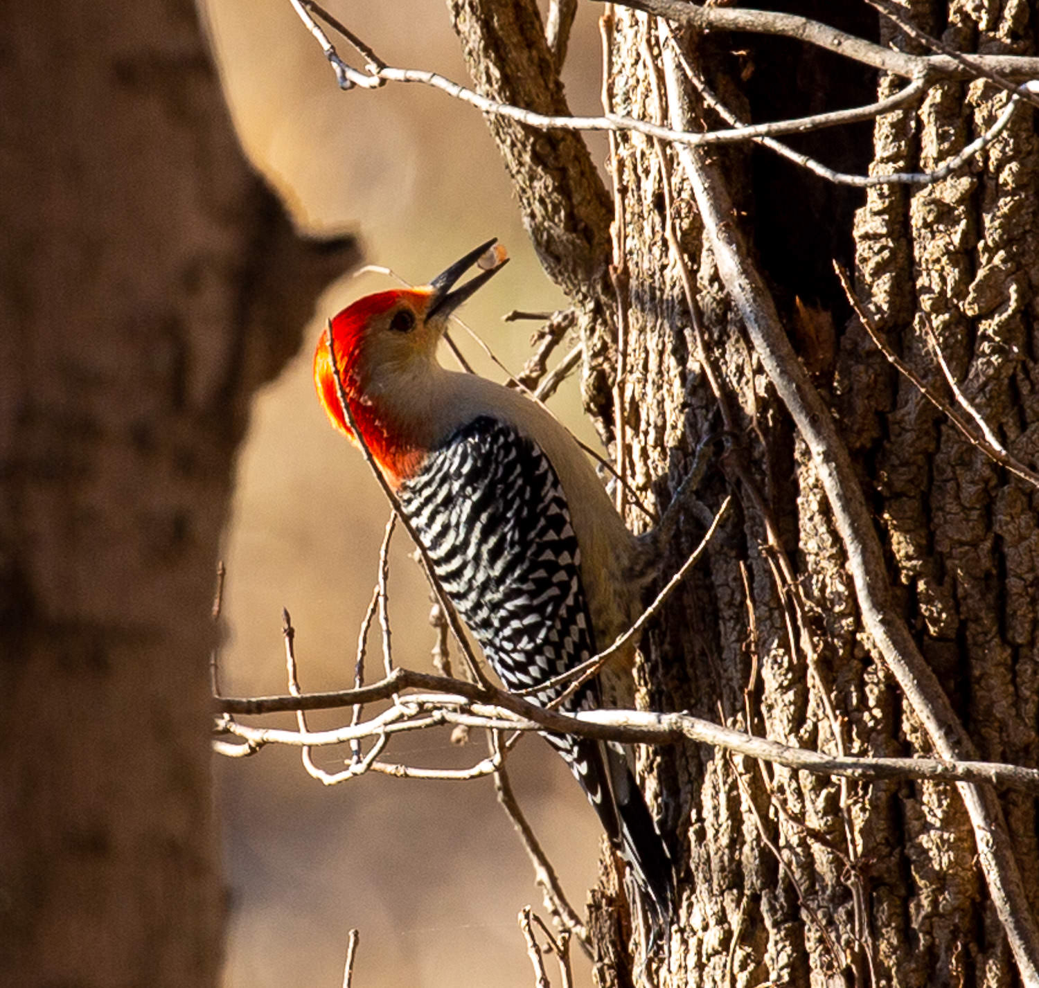 Woodpecker on a tree trunk