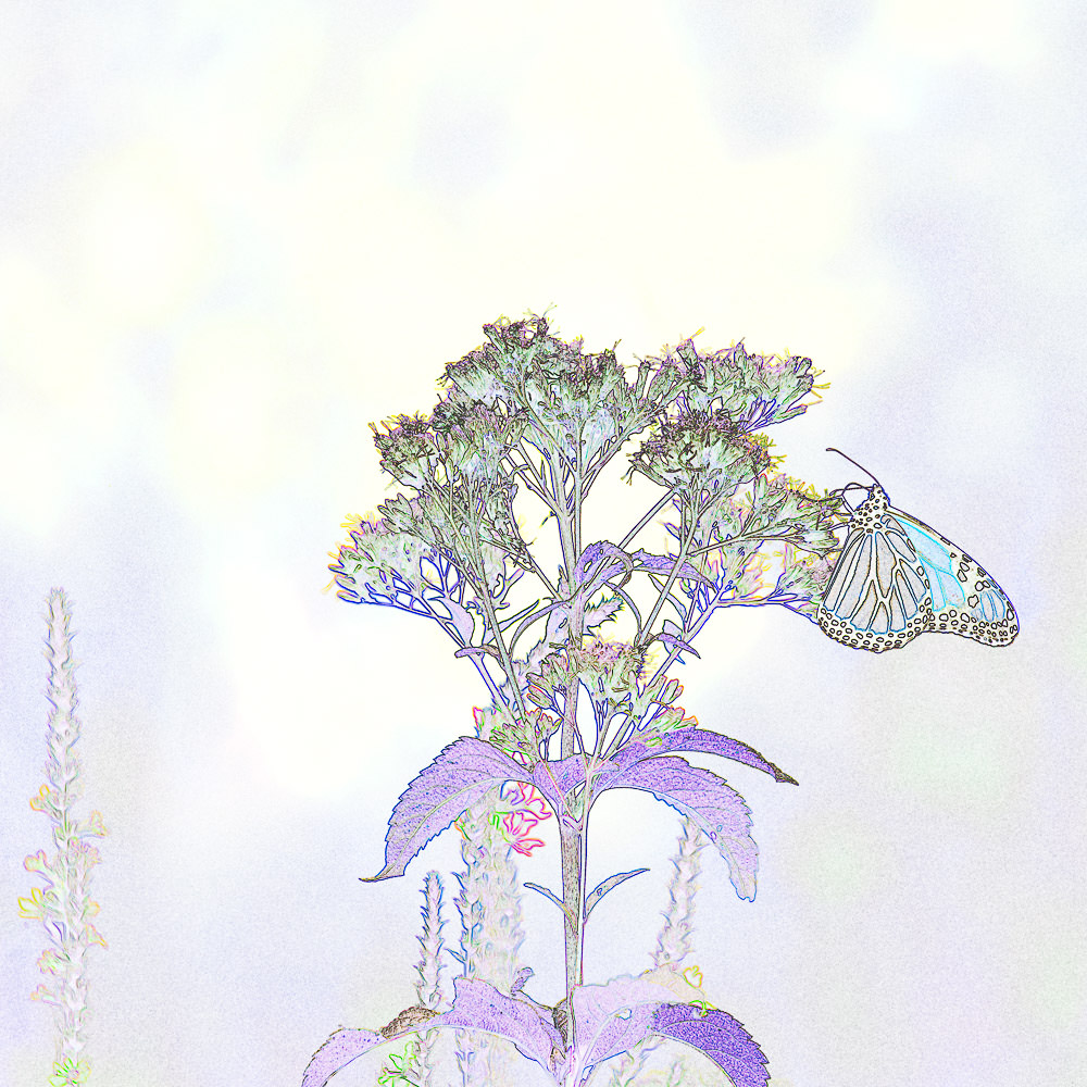 Edge Monarch butterfly artwork, piece 2