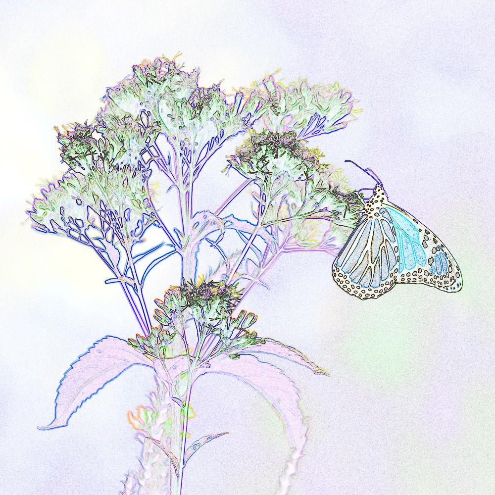 Edge style Monarch butterfly NFT artwork